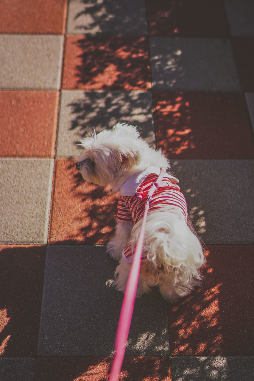 HIGH ANGLE VIEW OF SMALL DOG ON FOOTPATH AT HOME