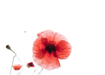 Close-up of red poppy against white background