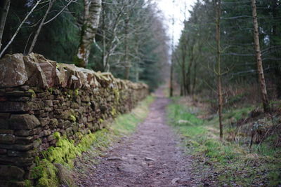 Dirt road amidst trees in forest