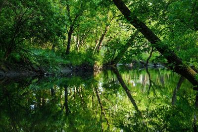 Scenic view of lake in forest