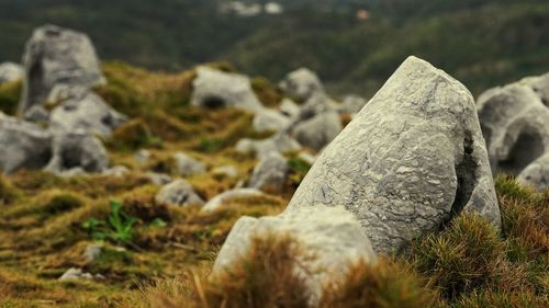 Close-up of rocks on grass