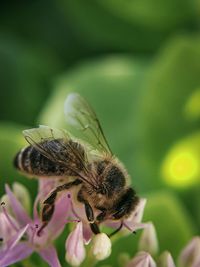 Close-up of insect on flower
