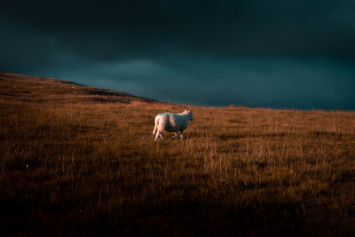 A lone sheep in golden hour amongst dark clouds