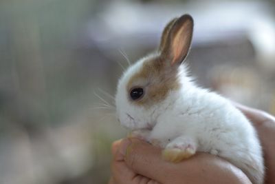 Close-up of hand holding baby outdoors