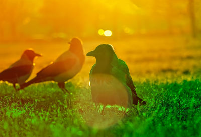 View of a bird on field