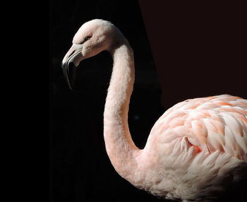 Close-up of duck against black background