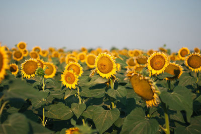 Close-up of yellow flowering plants on field against sky