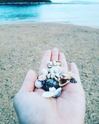 Midsection of person holding shell on beach