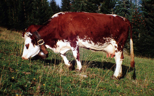 Cow grazing on field