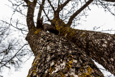 Low angle view of tree trunk in winter