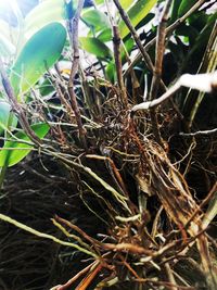 Close-up of dried plant in nest