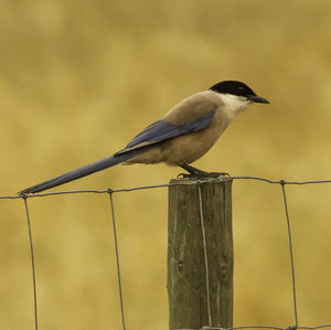 Close-up of bird perching outdoors