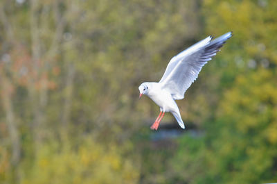 Seagull flying