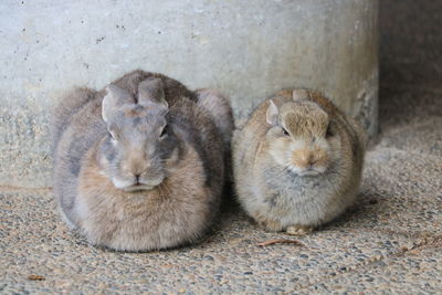 Close-up of a rabbit