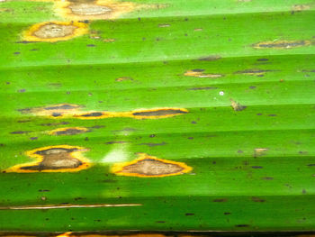 Full frame shot of green plants