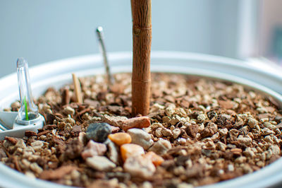 Close-up of potted plant on table