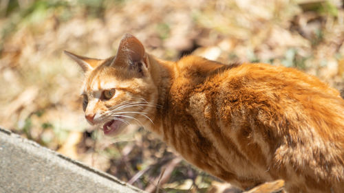 Close-up of a cat