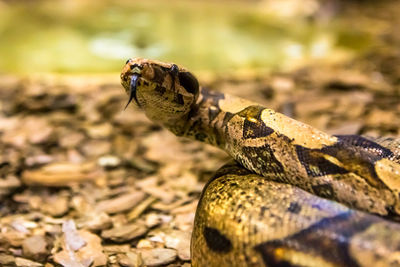 Close-up of lizard on land