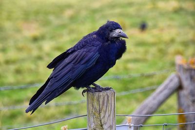 Rook guardian bird of stonehenge, corvus frugilegus, corvidae member, passerine order. england