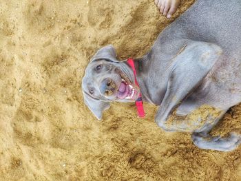 High angle view of dog on beach