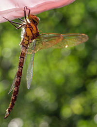 dragonflies and damseflies