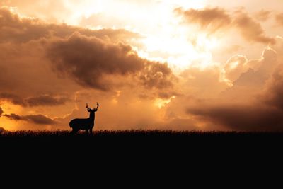 Silhouette horse on field against sky during sunset