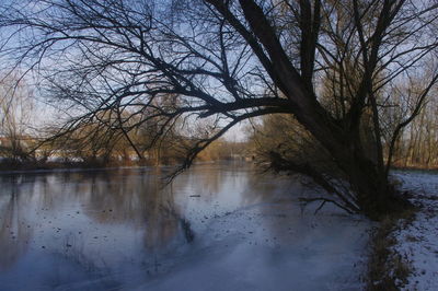 Bare trees by lake during winter