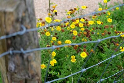 Yellow flowers blooming outdoors