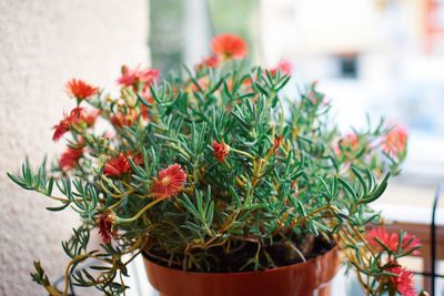 Close-up of potted plant