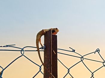 View of barbed wire fence against clear sky