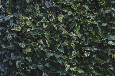 Full frame shot of plants