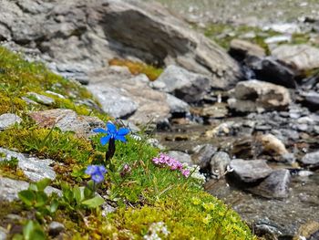 Close-up of purple flowers on rock