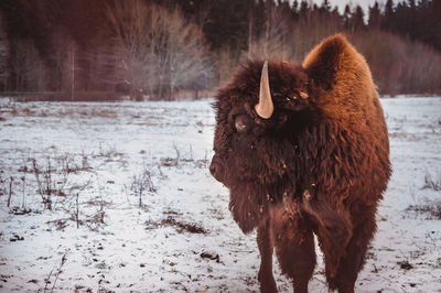 The bison looks away. a bull walks through a winter field in a kennel