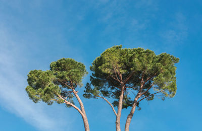 Low angle view of tree against blue sky