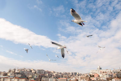 Low angle view of seagulls flying in city