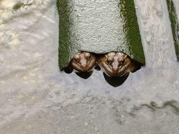 High angle view of frog on shore