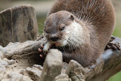 Portrait of an asian small clawed otter eating a fish