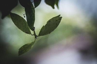 Close-up of leaves