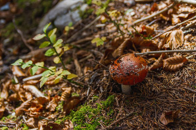 Close-up of mushroom growing on field