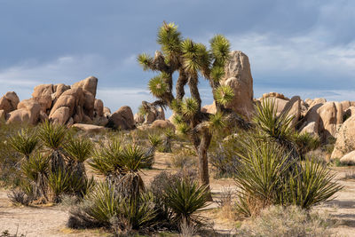 Palm trees on rock against sky