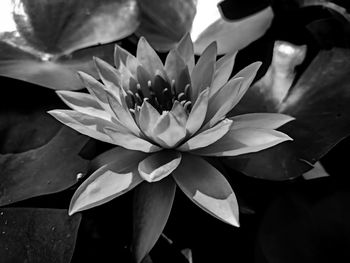 Close-up of lotus water lily