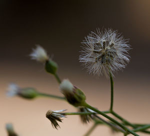 Close-up of wilted dandelion