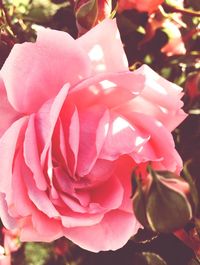 Close-up of fresh pink flowers blooming outdoors