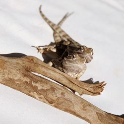Close-up of butterfly on dry leaf