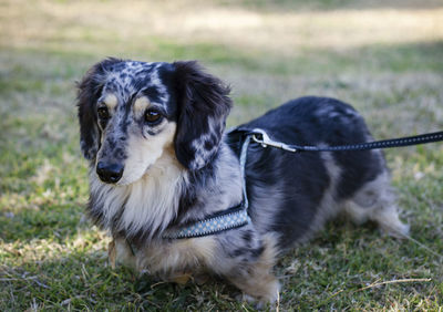 Long haired dapple dachshund in park
