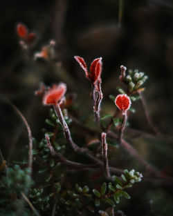 Close-up of red flowering plant