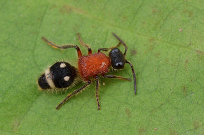 High angle view of insect on leaf