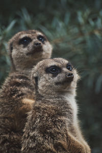 Vertical shot of two meerkat at the zoo in germany