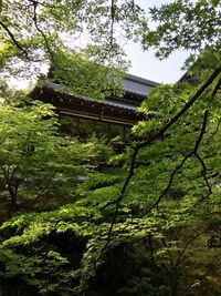 Trees and plants in forest