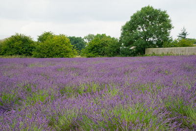 Purple flowering plants on field against sky